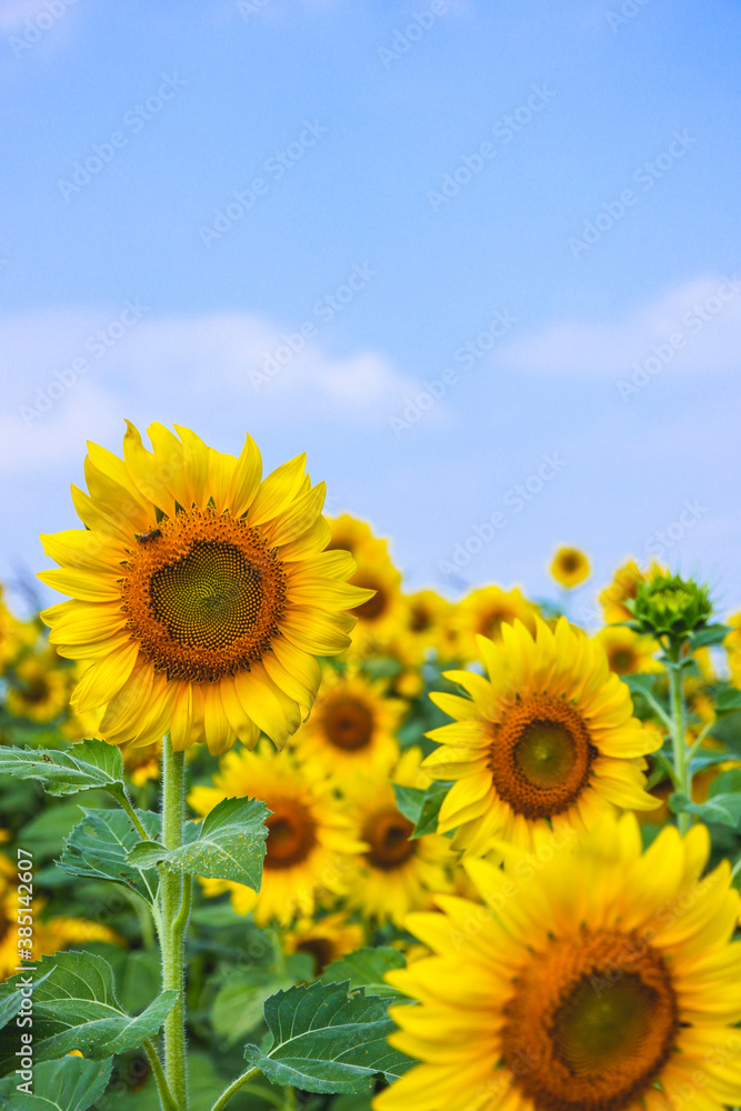 sunflower blossoms on blue sky close up