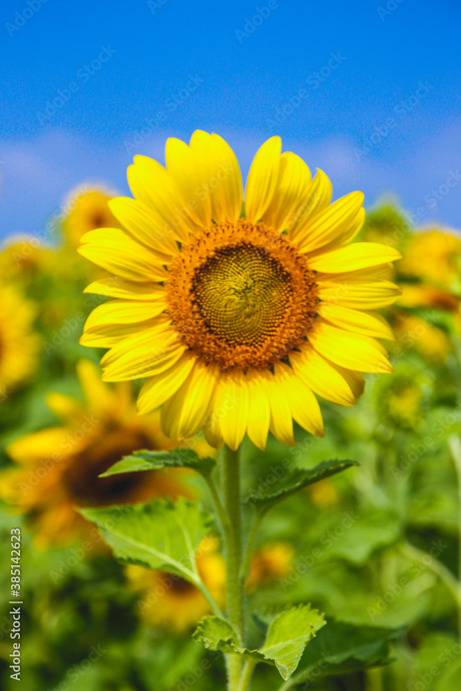 sunflower blossoms on blue sky close up