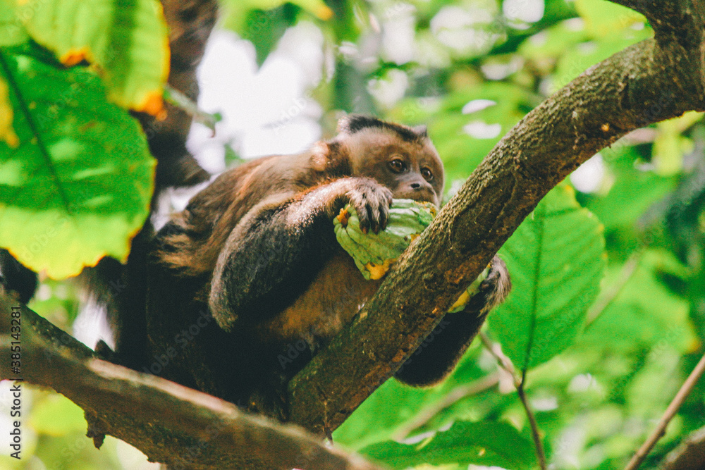 Monkey eating cocoa