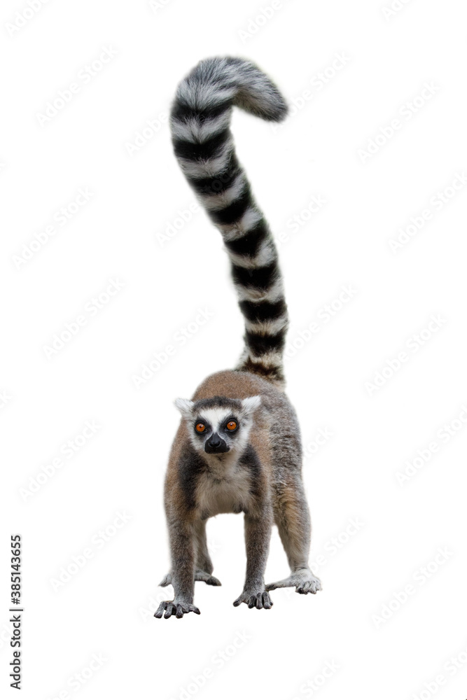 Lemur isolated on white background. Portrait of ring-tailed lemur, Lemur catta, standing on ground, having long striped fluffy tail up. Endangered animal. Cute primate with orange eyes from Madagascar - obrazy, fototapety, plakaty 
