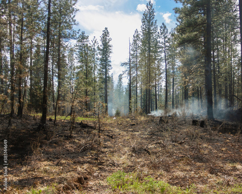 Foto Smoke after forest fire