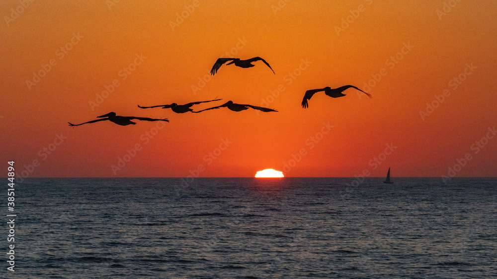 Pelicans At Sunset Over The Ocean