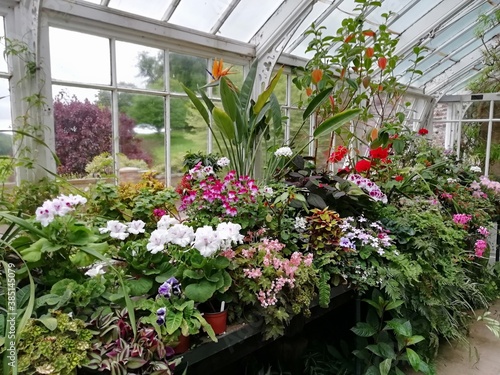 Greenhouse flowers