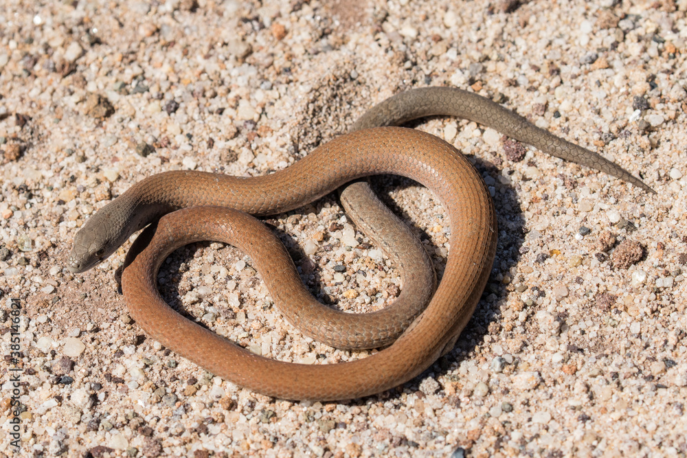 Common Scaly-foot legless lizard basking in sunlight