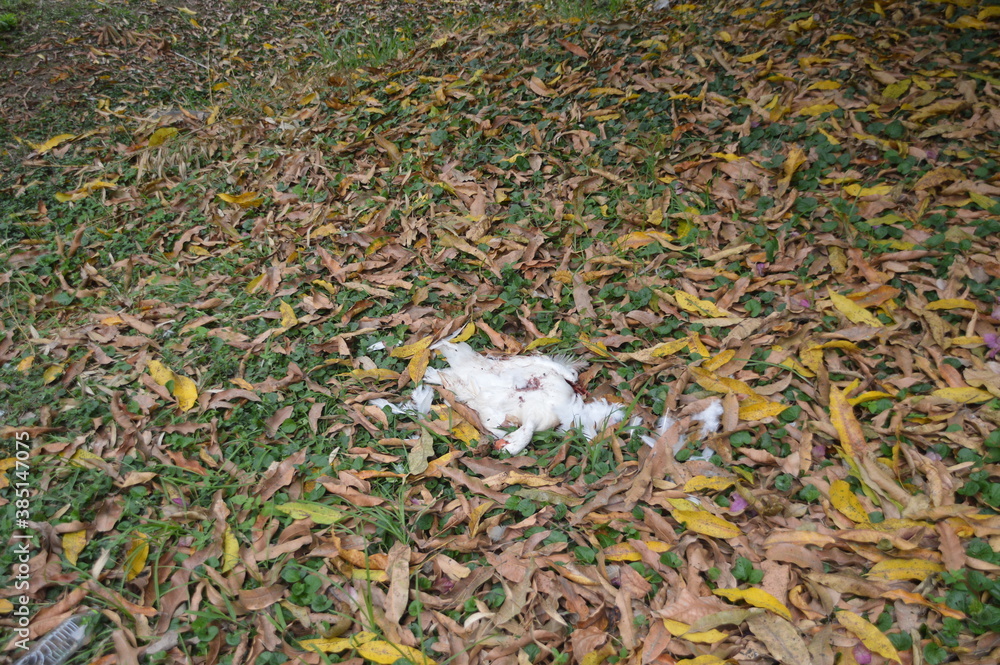 a lot of fallen leaves a lot of fallen leaves