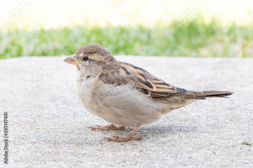 Female House Sparrow (Passer domesticus) standing in the concrete floor of a garden in Mexico
