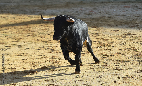toro bravo español en un spectaculo de toreo en españa