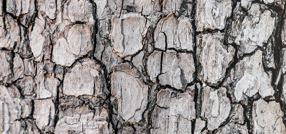 Background texture of tree bark. Skin the bark of a tree that traces cracking. Seamless tree bark background. Brown tileable texture of the old tree. Background texture of tree bark. Skin the bark of a tree that traces cracking. Seamless tree bark background. Brown tileable texture of the old tree.