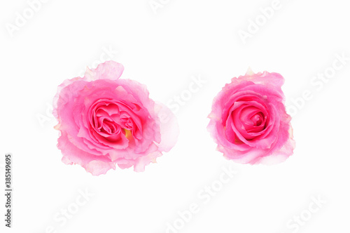 白バックにピンク色と赤色のバラの俯瞰