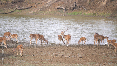 axis deer herd at a waterhole in tadoba, india