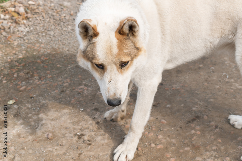 Village outdoor dog husky. Defocus Village outdoor dog husky. Defocus
