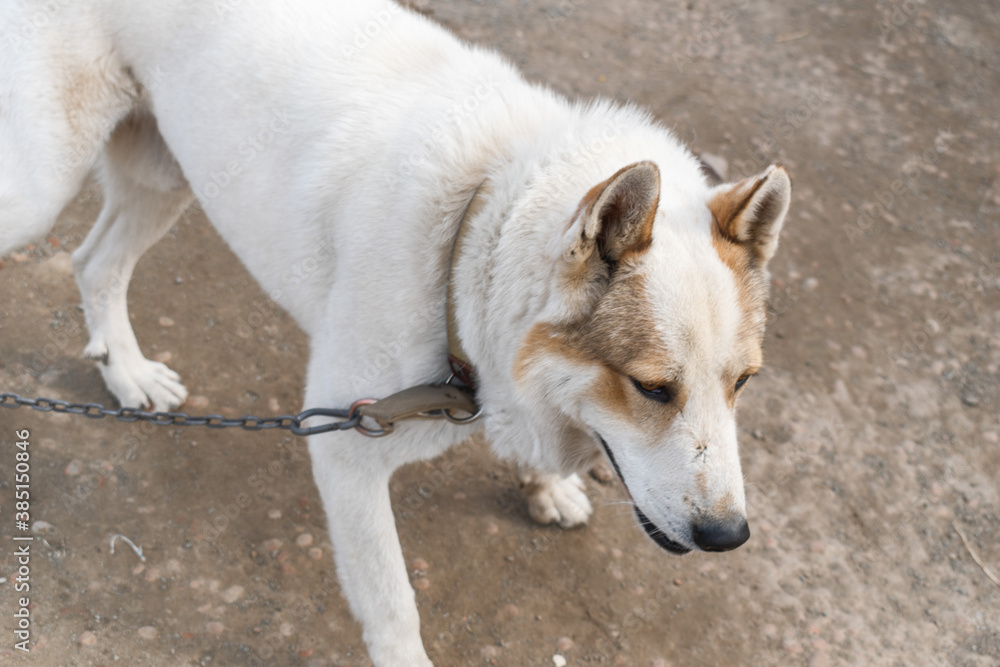 Village outdoor dog husky. Defocus Village outdoor dog husky. Defocus