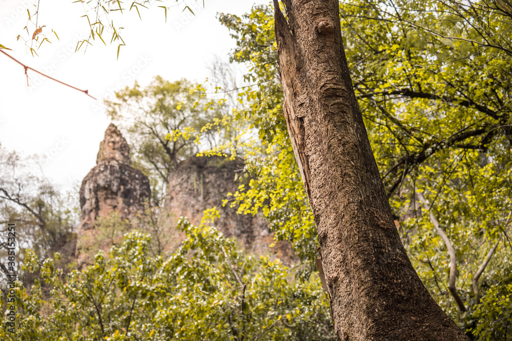 Obraz premium tree in the forest