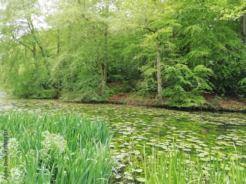 woodland pond
