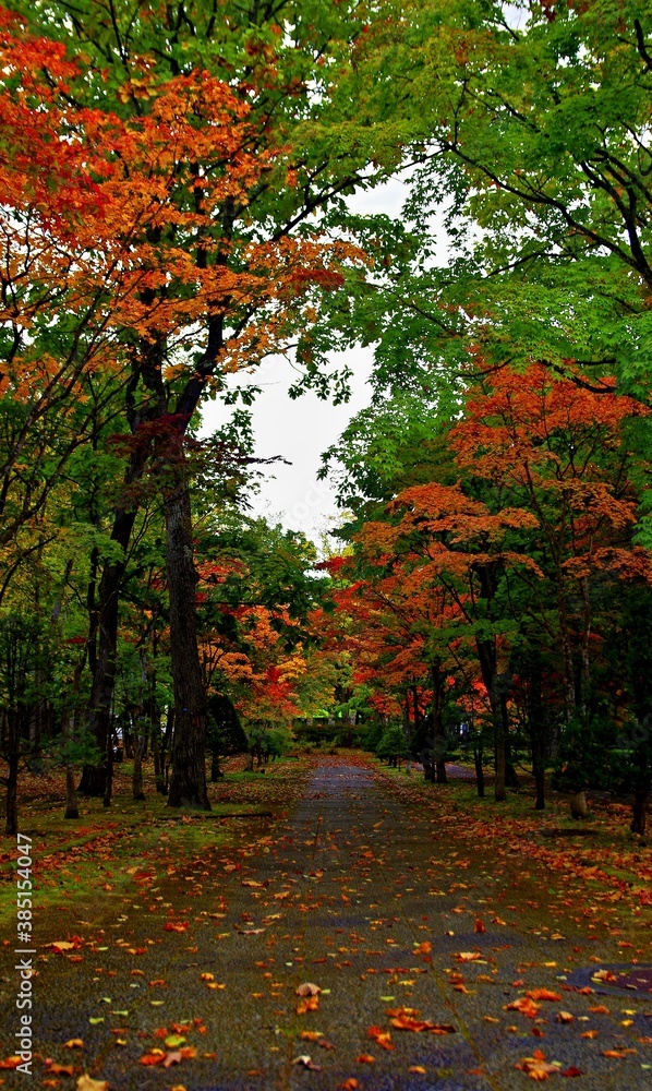 Naklejka premium 森林の秋の静かな紅葉