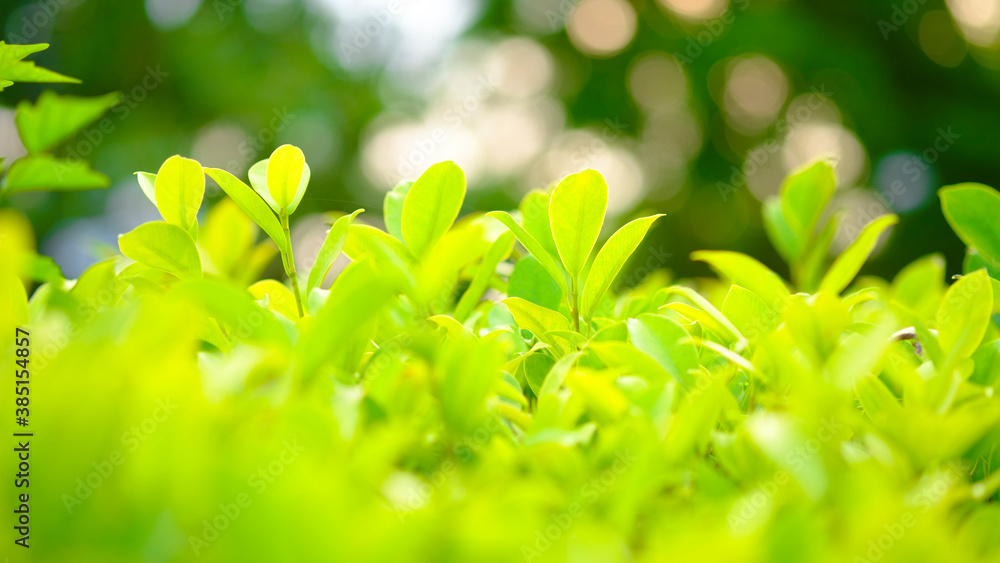 Green leaf in sunny blurred background Green leaf in sunny blurred background