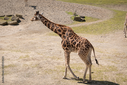 Giraffe on Dublin Zoo