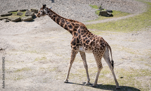 giraffe eating grass 