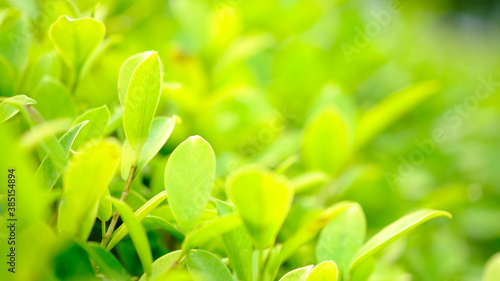 Green leaf in sunny blurred background