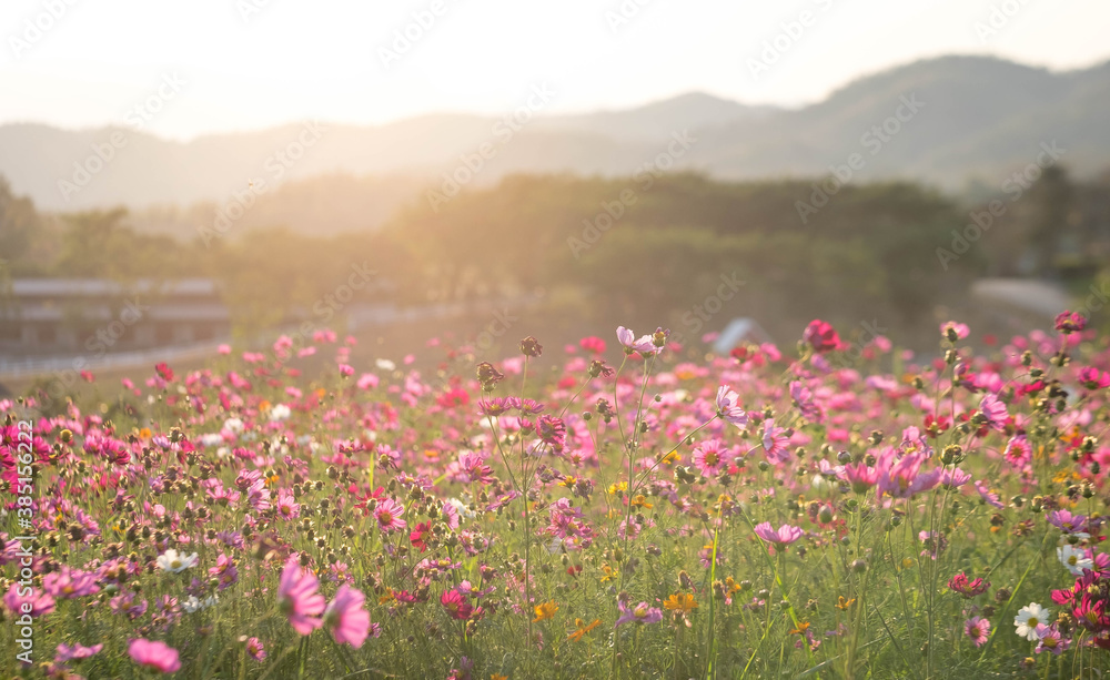 Cosmos flower and green meadow  with cloud sky, fresh area for relaxing in Singha Park garden