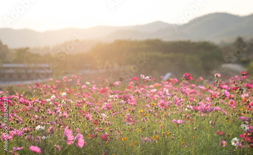 Cosmos flower and green meadow with cloud sky, fresh area for relaxing in Singha Park garden