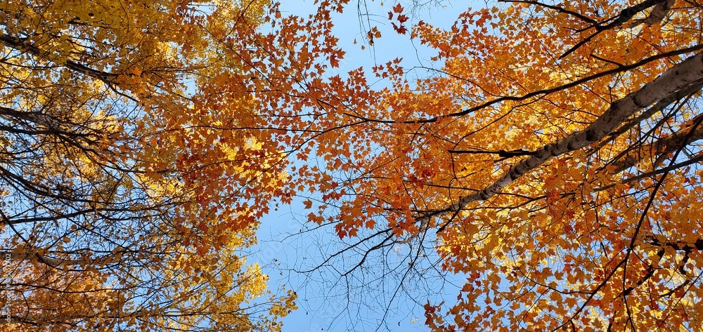 autumn leaves against blue sky