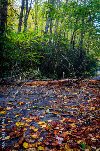 Blocked forest road by a fallen tree after autumn storm