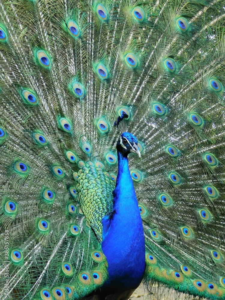Fototapeta premium PAVO REAL EN SU ESTADO NATURAL