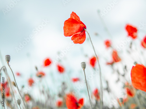 Red Poppy flowers field on blue sky background