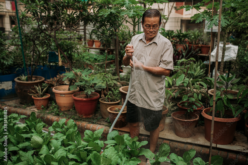 Old Chinese Man Working in Community Garden Old Chinese Man Working in Community Garden