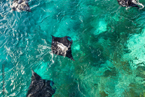 Areal view of manta rays swimming against current photo