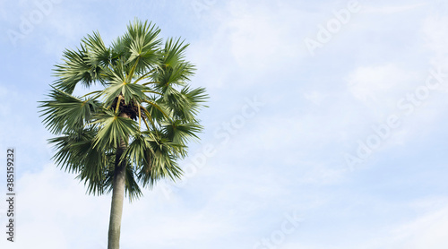 Sugar palm tree, beautiful tropical with sky and clouds.