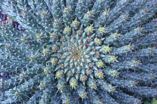Euphorbia plant detail