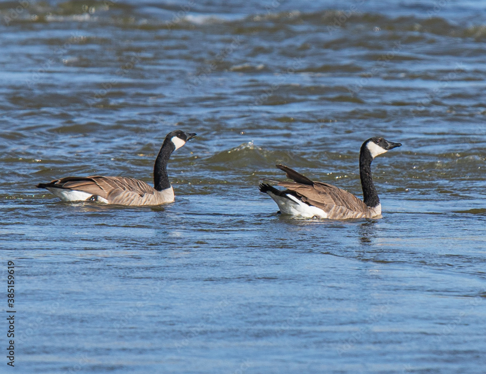 country goose on the lake country goose on the lake