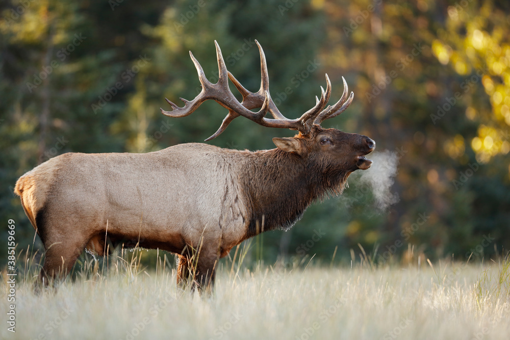 Bull Elk