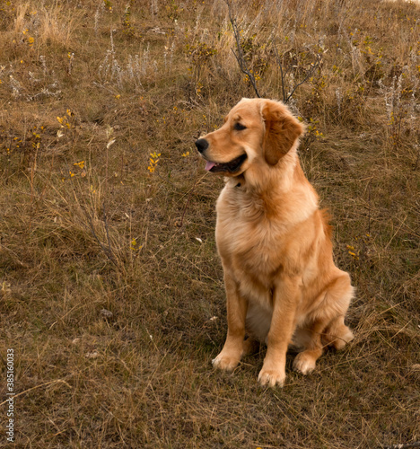 golden retriever dog smiling