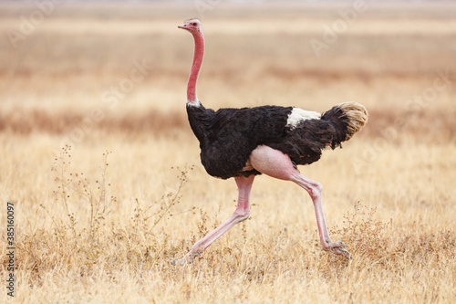 Ostrich