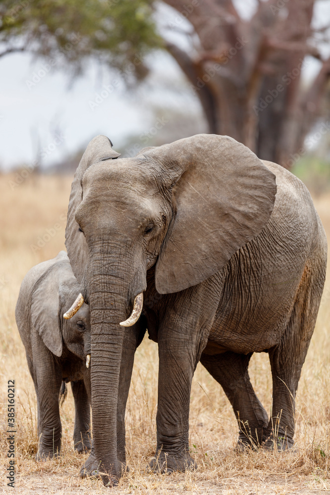 African Elephant African Elephant