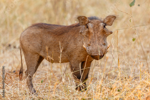 Warthog photo