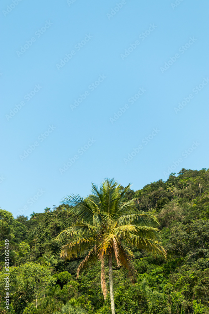 Obraz premium tropical trees on the mountain 