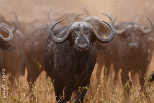African Buffalo photo
