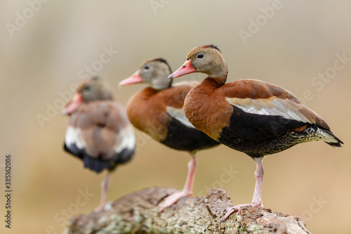 Black-bellied Whistling-Duck