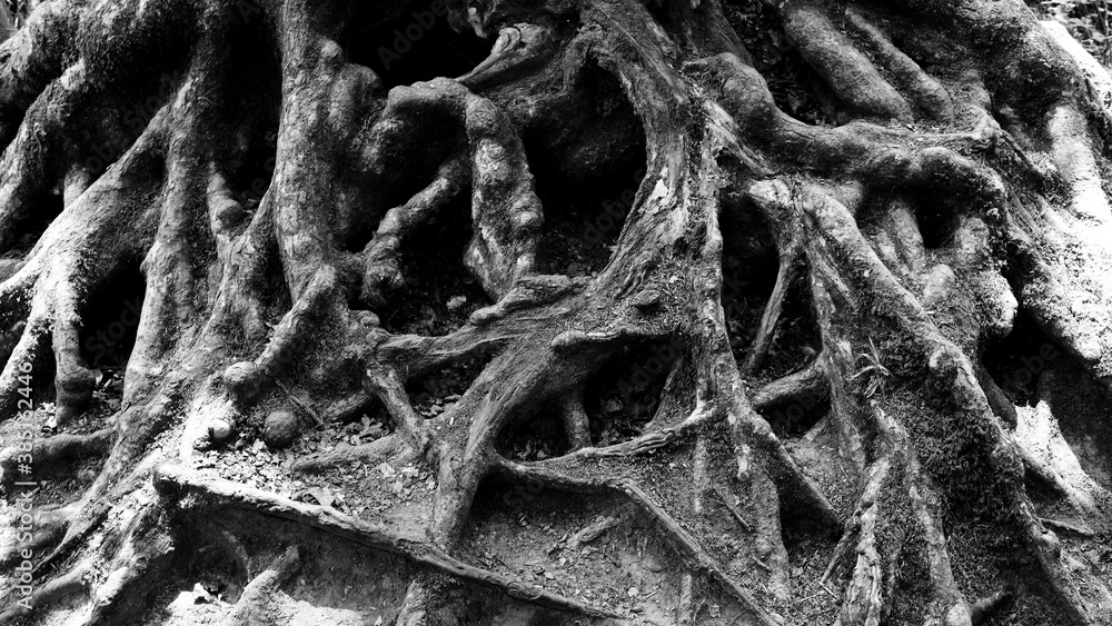 Entangled roots of an old tree Entangled roots of an old tree