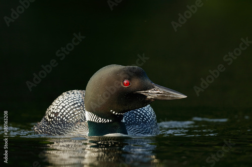 Common Loon photo