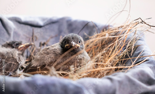 two new born bird Hatchlings looking right at the camera in bird nest