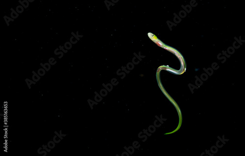 Larval Sharptail Eel photo