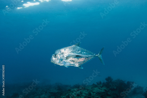 African Pompano Fish photo