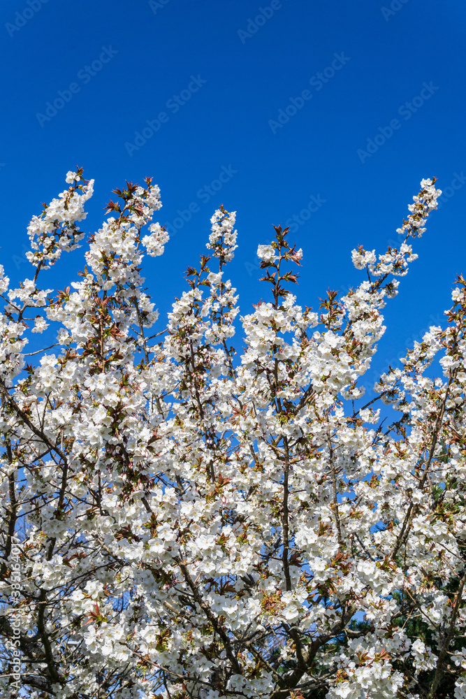 Spring blooming sakura cherry tree with flowers branch Spring blooming sakura cherry tree with flowers branch