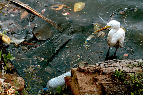 Polluted Shore photo