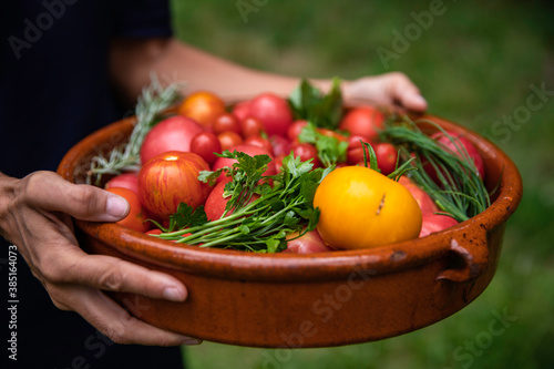 Varius types of tomatoes from organic garden photo